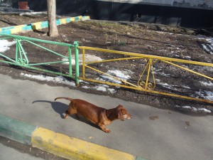 Работы по возведению площадки для выгула собак пройдут в Даниловском районе