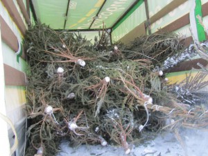 Акции по сбору и утилизации новогодних деревьев