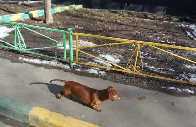 Работы по возведению площадки для выгула собак пройдут в Даниловском районе