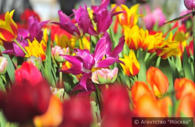 На территории Даниловского района работают 12 цветочных магазинов
