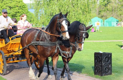 Лошади в музее-заповеднике Коломенское