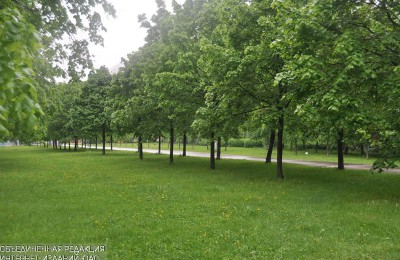 В Даниловском районе содержатся около 44 тысяч деревьев