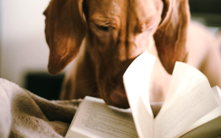 Чтения с библиотечной собакой